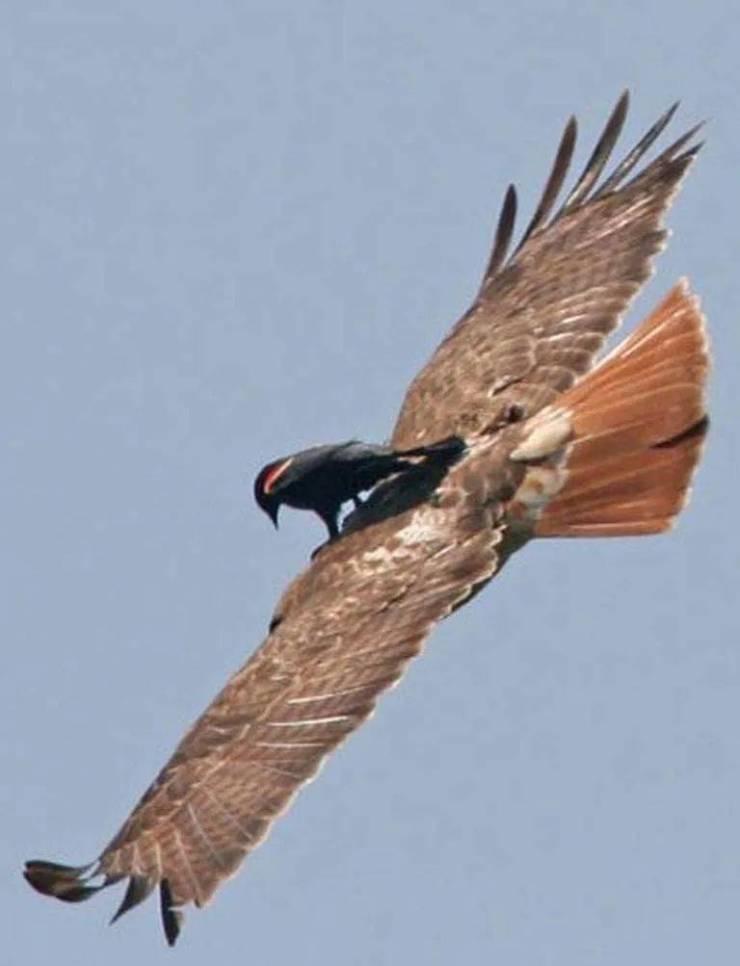 red winged blackbird on hawk