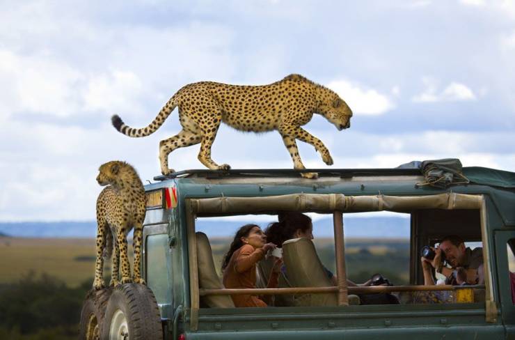 funny pics - masai mara safari - Be