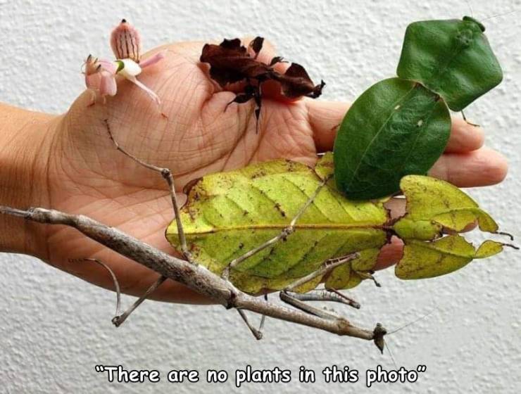 funny pics - quran ayat about plants -
