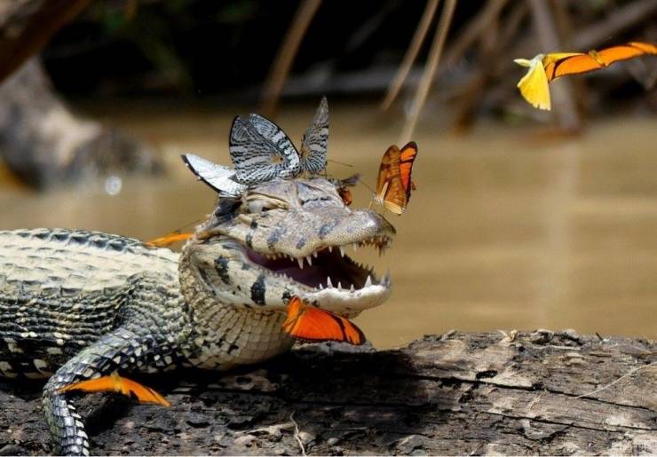 monday morning randomness - crocodile butterflies