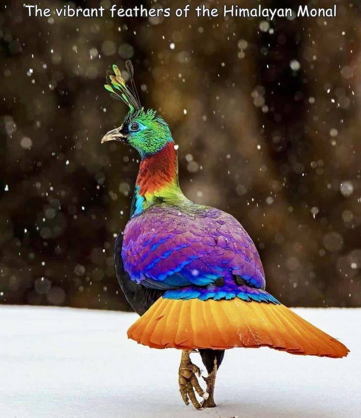 bird - The vibrant feathers of the Himalayan Monal