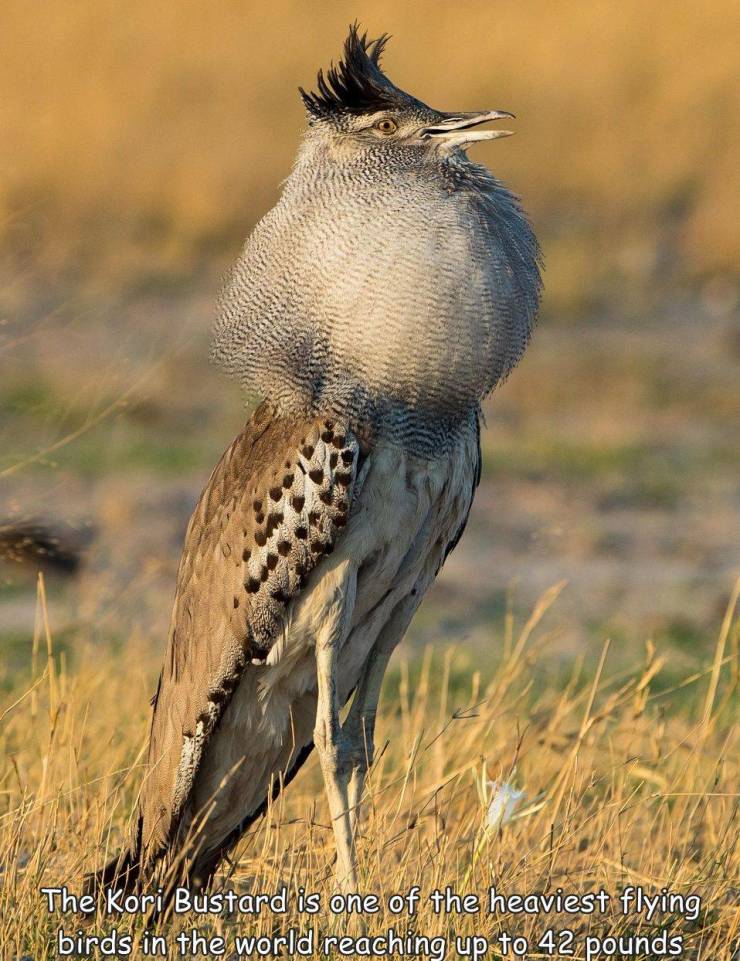 fauna - The Kori Bustard is one of the heaviest flying birds in the world reaching up to 42 pounds