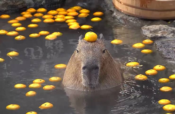 funny pics  -  capybara with orange on head