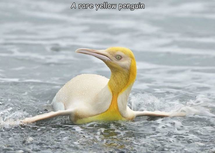 funny pics  -  yellow penguin in south georgia - A rare yellow penguin
