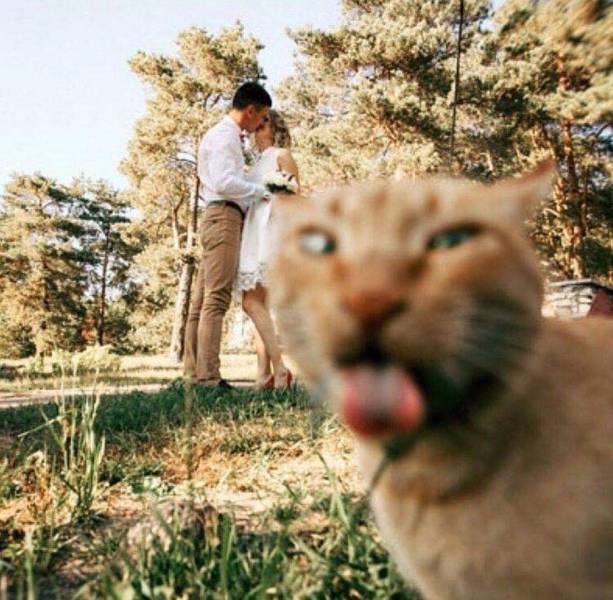 funny pics  -  include cats in wedding