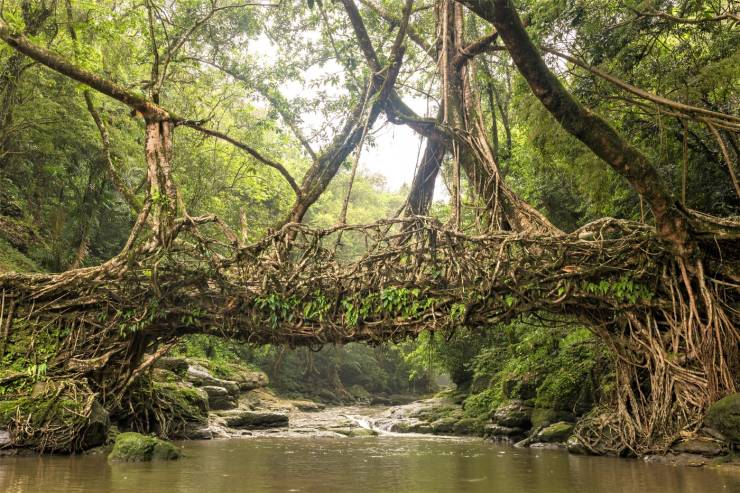 funny pics and random photos - tree bridges india
