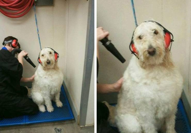 funny pics and random photos - dog groomer meme