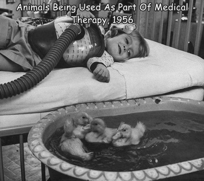funny pics and random photos - polio ducks - Animals Being Used As Part Of Medical Therapy, 1956