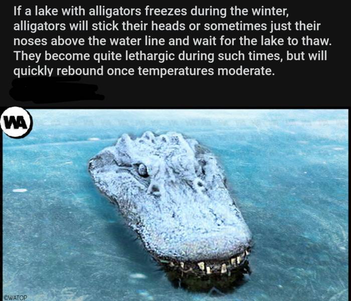 funny pics and random photos - frozen crocodile - If a lake with alligators freezes during the winter, alligators will stick their heads or sometimes just their noses above the water line and wait for the lake to thaw. They become quite lethargic during s