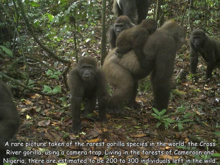 funny pics and random photos - nigeria gorillas - A rare picture taken of the rarest gorilla species in the world, the Cross River gorilla, using a camera trap. Living in the forests of Cameroon and Nigeria, there are estimated to be 200 to 300 individual