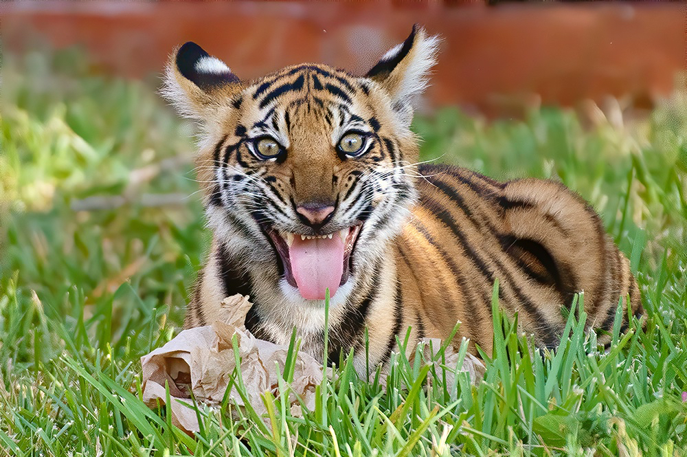 funny pics and random photos - tiger