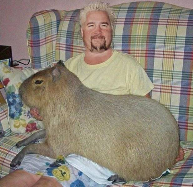 guinea pig capybara - M