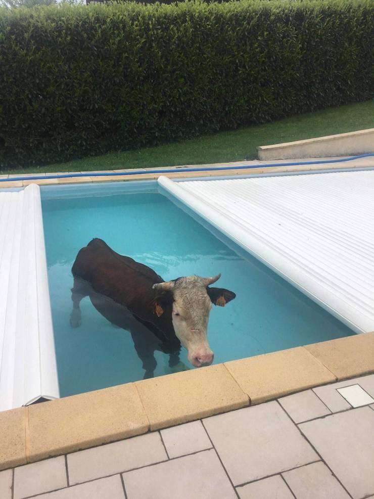 cow in pool