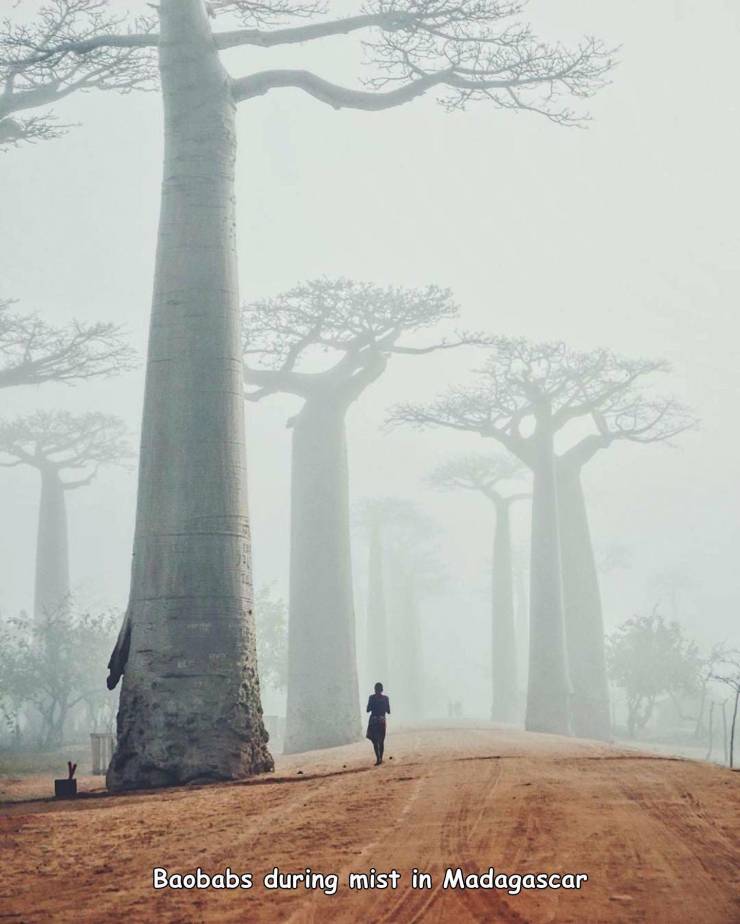 baobabs in the mist madagascar - Baobabs during mist in Madagascar