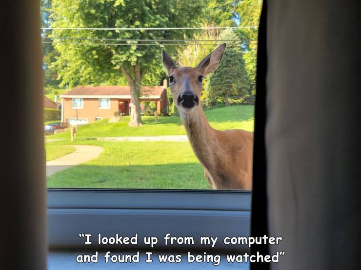 fauna - "I looked up from my computer and found I was being watched" "