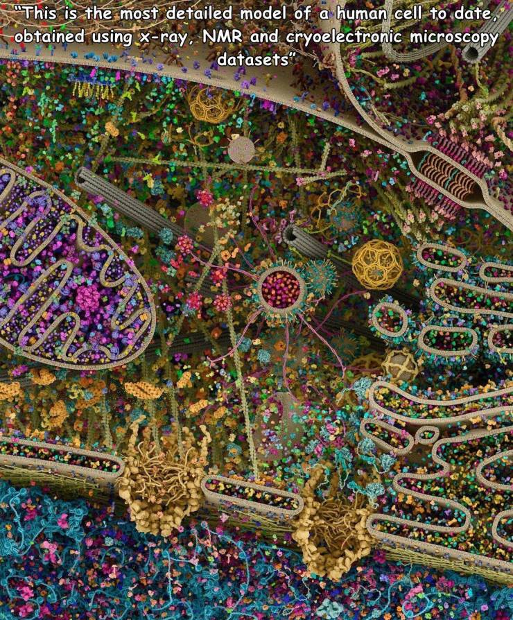 most detailed model human cell - "This is the most detailed model of a human cell to date, obtained using Xray. Nmr and cryoelectronic microscopy datasets" Nomis no