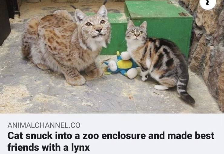 random funny and wtf pics - lynx and cat - 2 Animalchannel.Co Cat snuck into a zoo enclosure and made best friends with a lynx