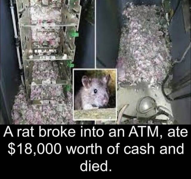 random pics - rat - A rat broke into an Atm, ate $18,000 worth of cash and died.