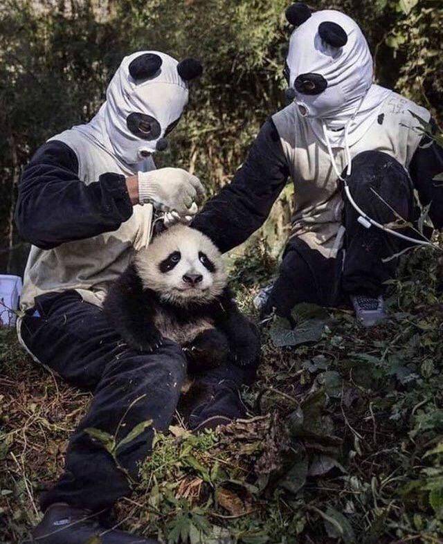 panda costumes