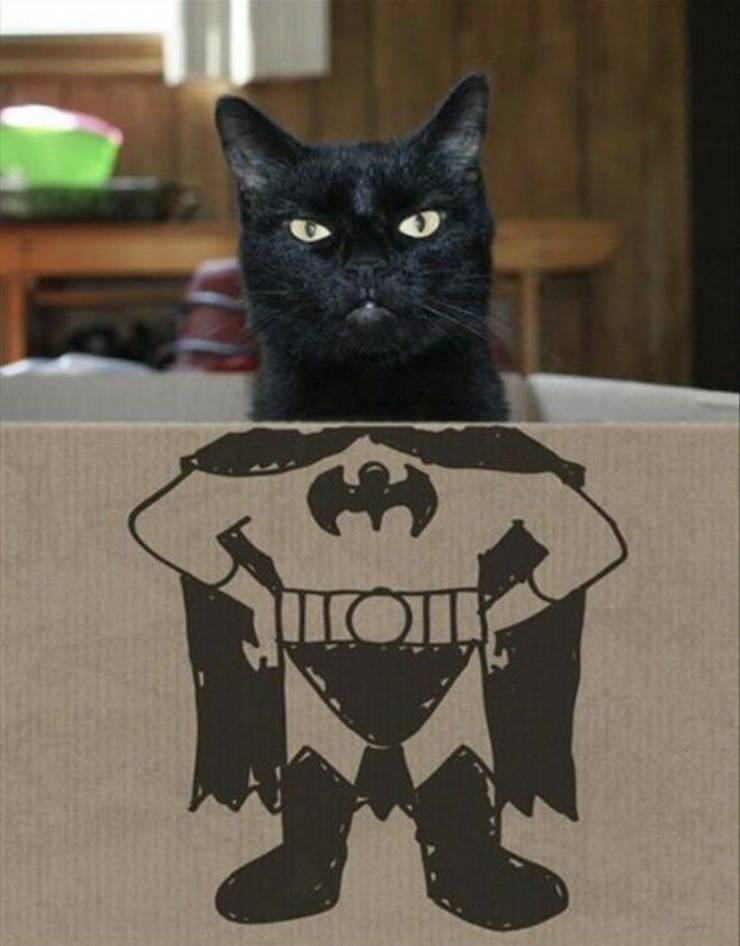 cats batman - Uoti