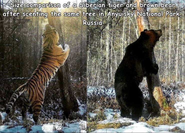 cool random pics - wildlife - Size comparison of a Siberian tiger and brown bear after scenting the same tree in Anyuisky National Park, Russia