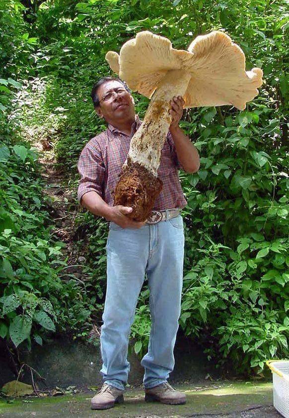 cool random pics - world's tallest mushroom