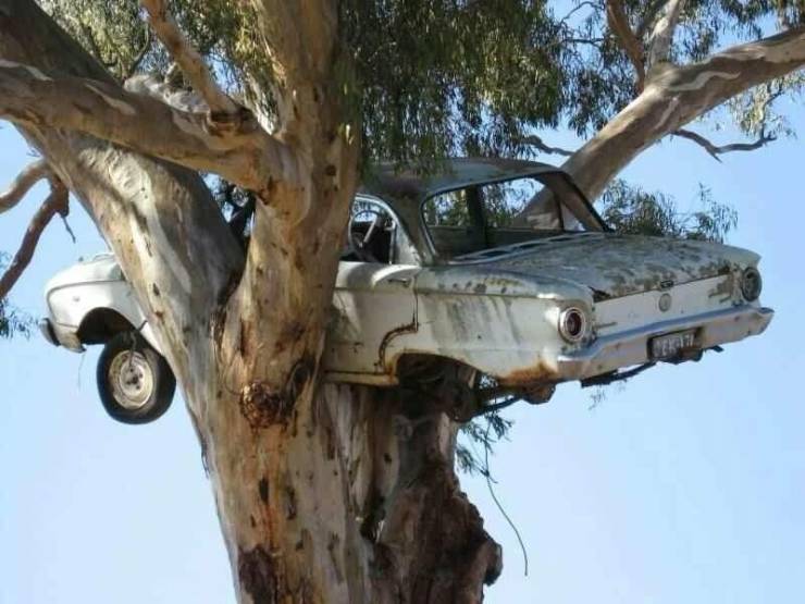 car stuck in a tree - fill