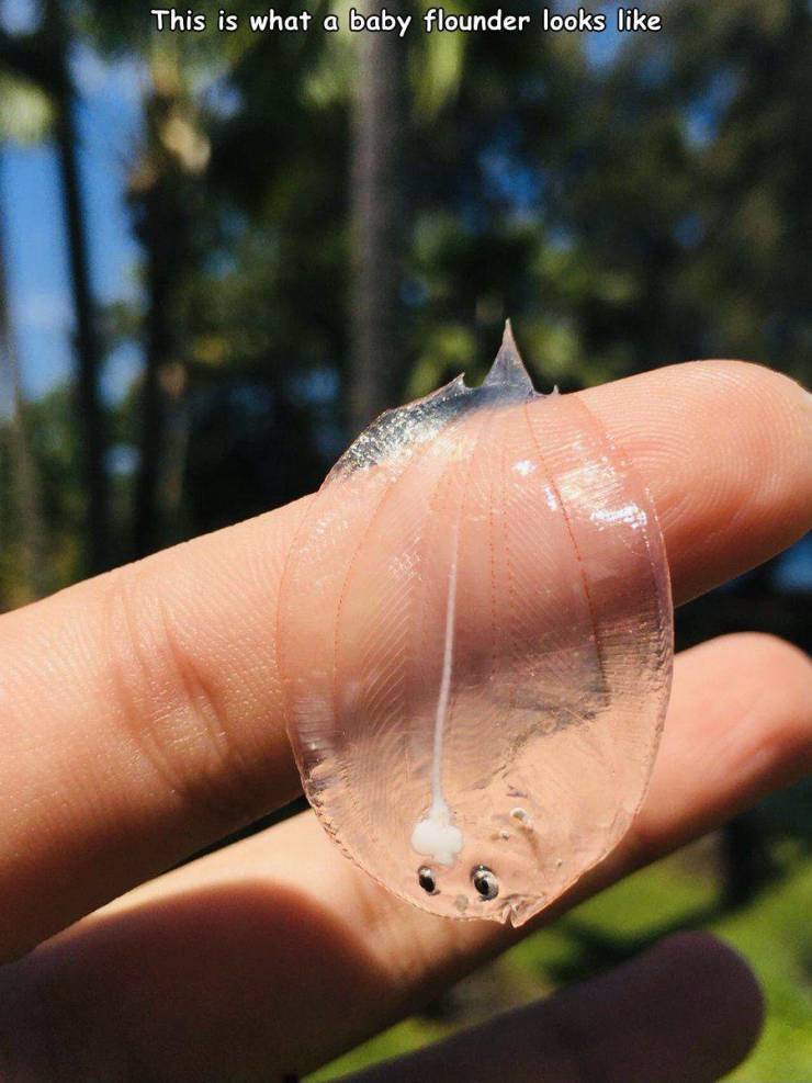 transparent baby flounder - This is what a baby flounder looks