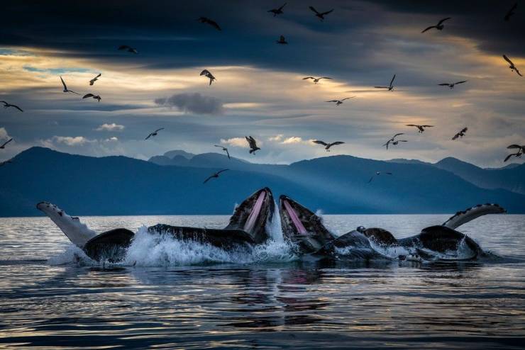 random pics - brian skerry whales