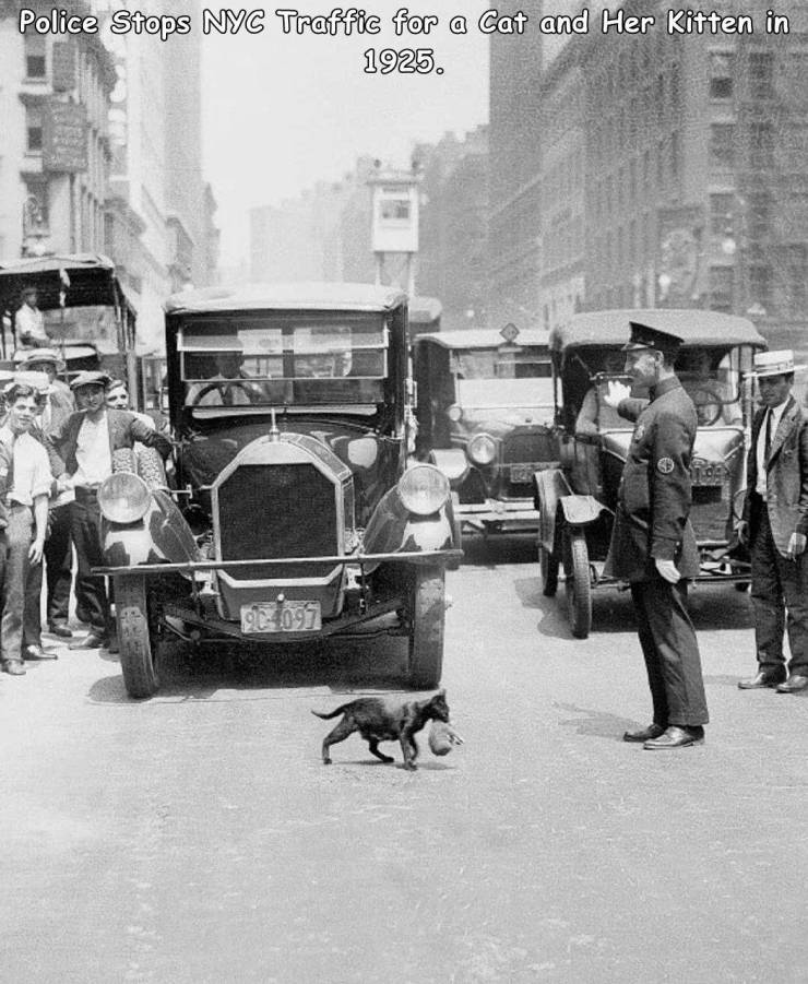 random pics - police stopped nyc traffic for a cat - Police Stops Nyc Traffic for a Cat and Her Kitten in 1925. 004097