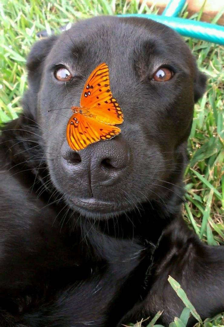 random pics - butterfly on dog nose