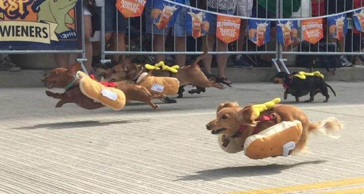 national hot dog day meme - Wieners Belts