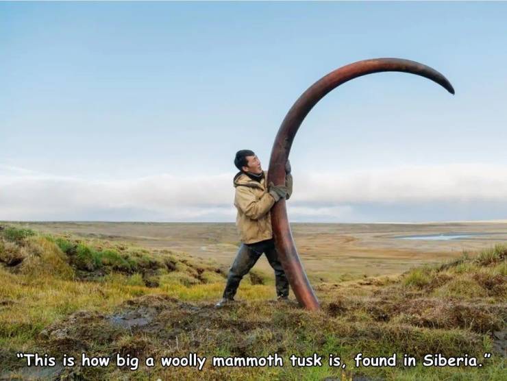 mammoth tusk size - "This is how big a woolly mammoth tusk is, found in Siberia.