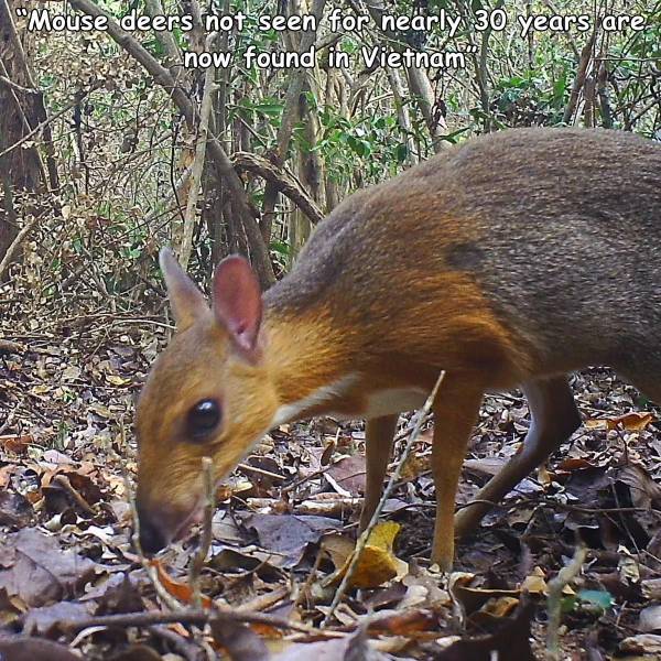 mouse deer vietnam - "Mouse" deers not seen for nearly 30 years are. now found in Vietnam
