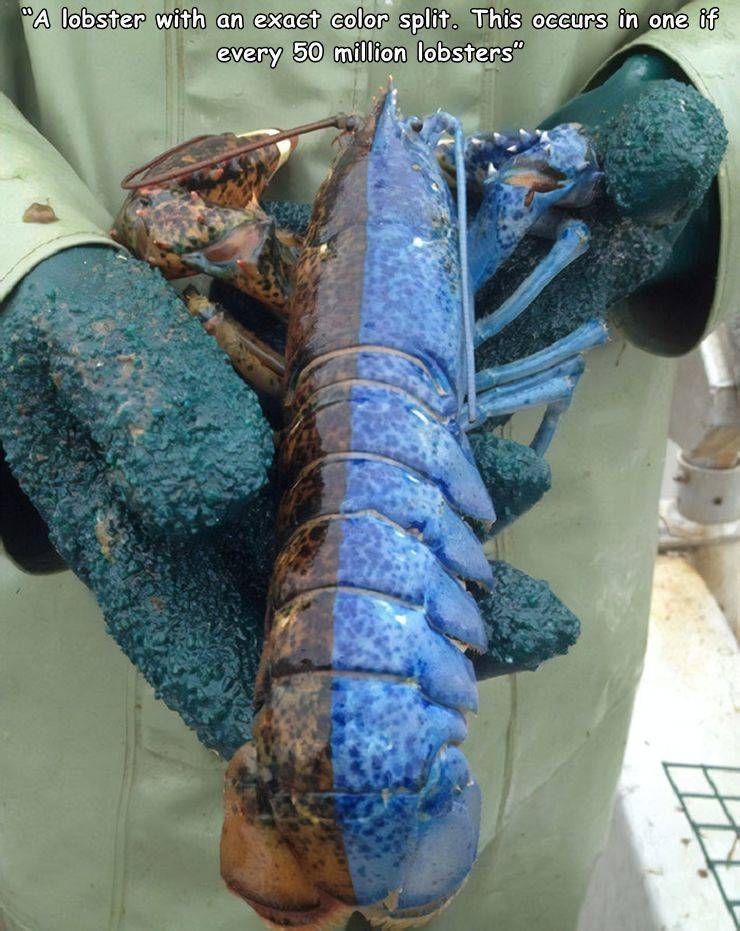 half blue lobster - "A lobster with an exact color split. This occurs in one if every 50 million lobsters"