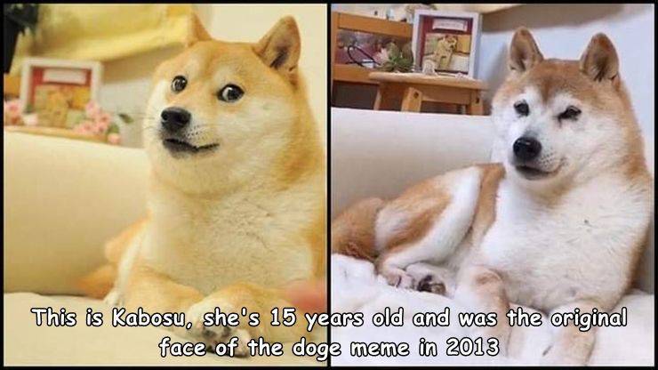 fun killer pics - funny photos - kabosu doge - This is Kabosu, she's 15 years old and was the original face of the doge meme in 2013