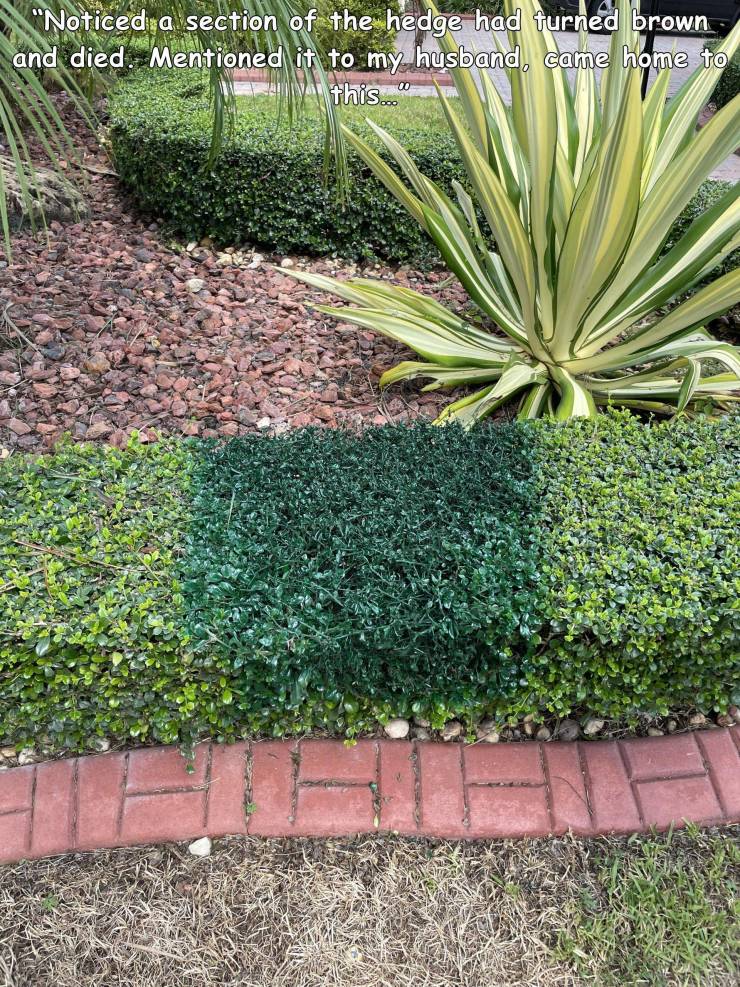fun killer pics - funny photos - grass - "Noticed a section of the hedge had turned brown and died. Mentioned it to my husband, came home to this..."