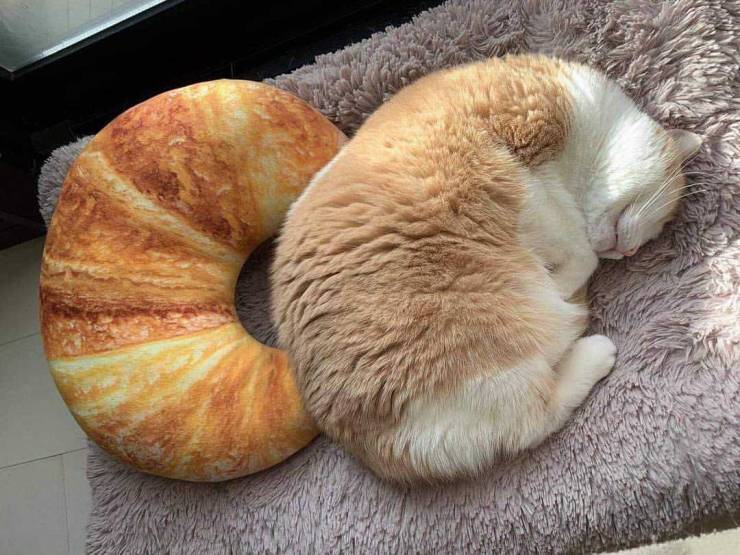 cats that look like foods