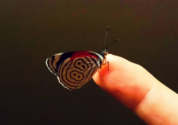 butterfly - 30