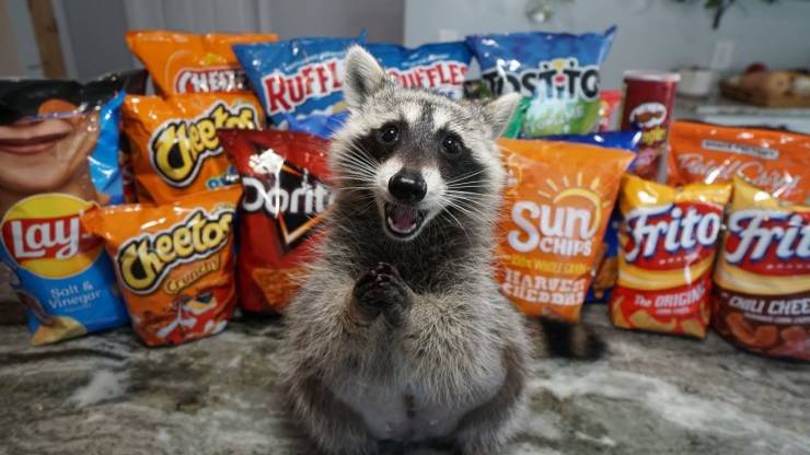 raccoon with chips - Ottle sito La te Tietoa Ruiz Dorit Lay Sun rito frit Cheela Chifs Gowego Harves Tuled Salts Vinegar The Origin Qiu Chee