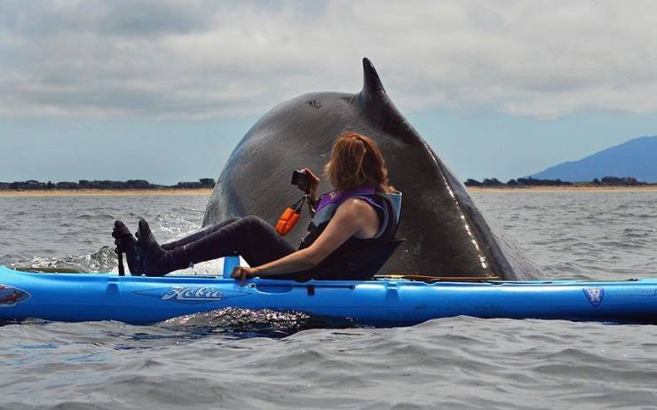 whale kayak