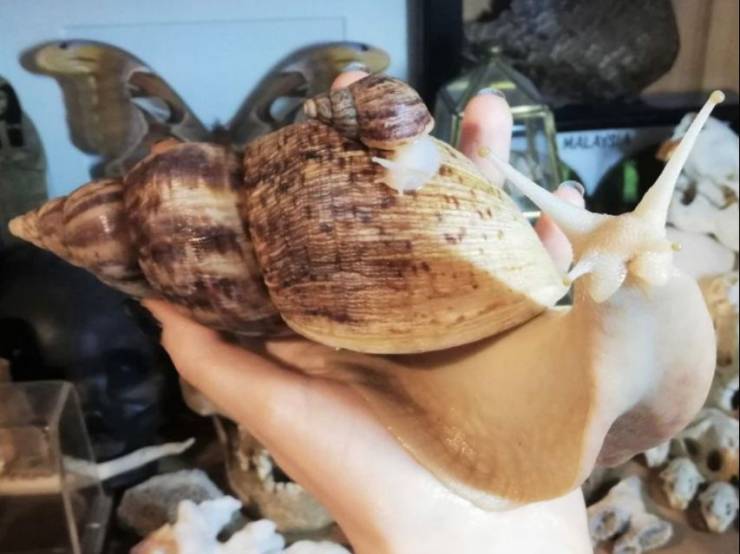 large pet snail