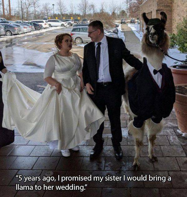 brother brings llama to sisters wedding - 5 years ago, I promised my sister I would bring a llama to her wedding."