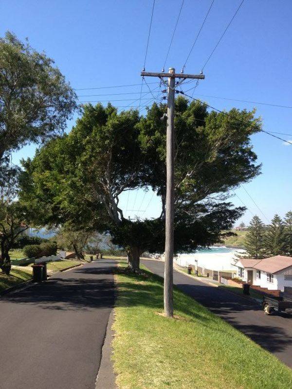 funny and cool pics - power line through tree
