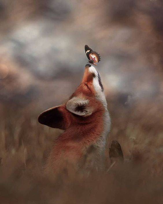 funny and cool pics - fox with butterfly on nose tattoo