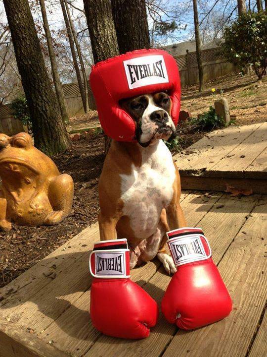 funny and cool pics - funny dogs - Everlast Stela