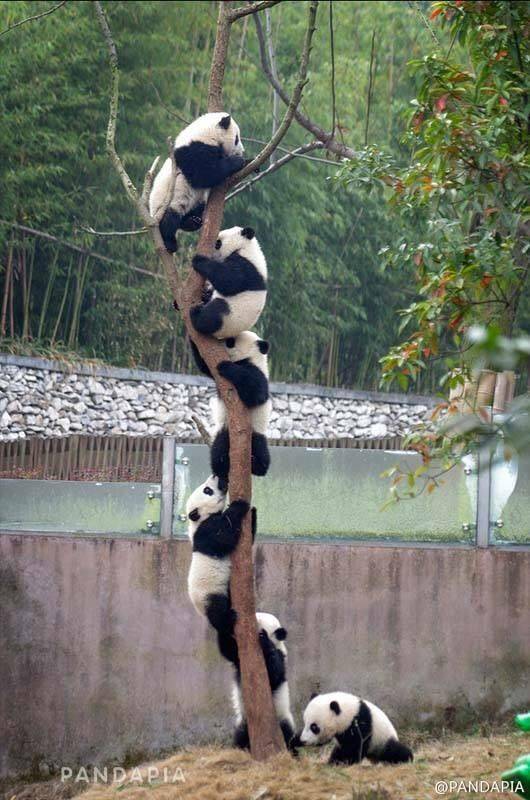 cool random pics - bunch of pandas