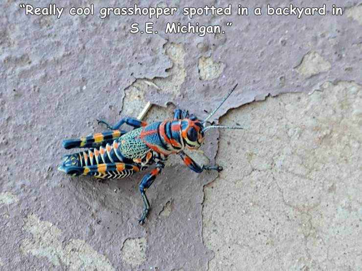fauna - "Really cool grasshopper spotted in a backyard in S.E. Michigan."