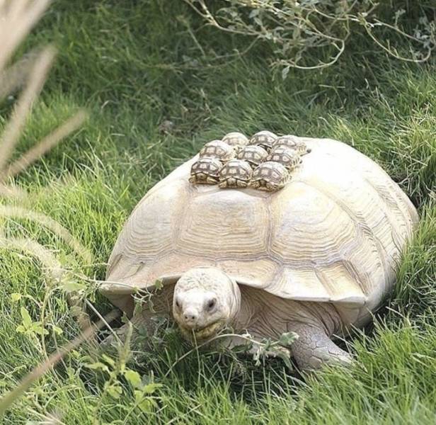 funny photos - funny tortoise