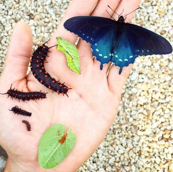 funny photos - california pipevine swallowtail caterpillar